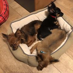 Russian Toy Puppies from Pinnacle Russian Toys