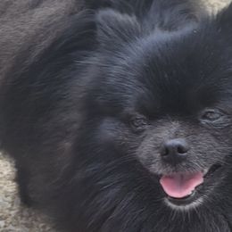 Pomeranians from Debra Mitchell