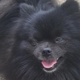 Pomeranians from Debra Mitchell