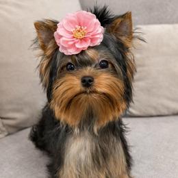 Penny - Blue and gold female Yorkshire Terrier puppy in San Diego, Temecula, California from Yorkie & Maltese Royalty