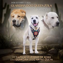 Queen Zola - Central Asian Shepherd Dog