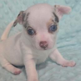 White with lavender merle patches - Merle female Chihuahua puppy in Knoxville, Tennessee from Turners Chihuahua