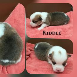 Riddle - Sable female Pembroke Welsh Corgi puppy in Charleroi, Pennsylvania from Twilight Hollow Corgis