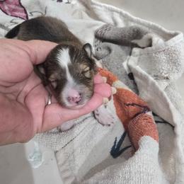 LITTLE Gretchen - Sable and white female Shetland Sheepdog puppy in Houston, Texas from LaLa's Lilliputian Lassies