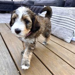 Wolfie - Tri-color male Bernedoodle puppy in Springville, Utah from Oodles of Bernedoodles