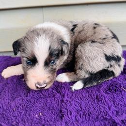 Duke - Blue merle male Australian Shepherd puppy in Charlotte, North Carolina from Awesome Aussies
