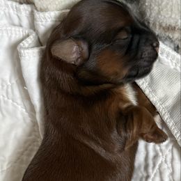 Boy 1 - Red male Havanese puppy in Greeley, Colorado from Just be Havanese