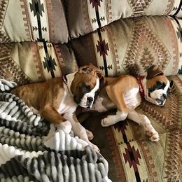 Boxer Puppies from Boxer Blessings Kennel