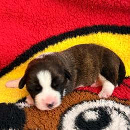 Sparkler - Brindle and white female Cardigan Welsh Corgi puppy in Mishawaka, Indiana from Squires Corgi Cottage