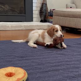 Goldendoodle Puppies from Cali Doodles