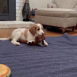 Goldendoodle Puppies from Cali Doodles