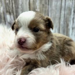Ginger - Red merle female Toy Australian Shepherd puppy in Viking, Minnesota from Son Shine Farm