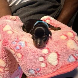 Miniature Pinscher Puppies from Bridget GreenBoddy