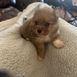 Red sable Merle male - Red sable male Pomeranian puppy in Clinton, Tennessee from Liza’s Aussies & Poms