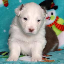 Martini - Red tri-color female Australian Shepherd puppy in Springville, New York from RisingStar Australian Shepherds