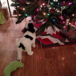 Australian Labradoodle Puppies from Llewellyn's Grove Labradoodles