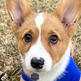 Pembroke Welsh Corgis from Celtic Corgis