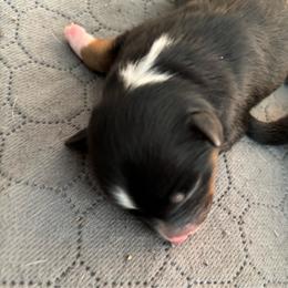 Jazz - Black tri male Miniature Australian Shepherd puppy in Ewing, Kentucky from Bright Hope Aussies