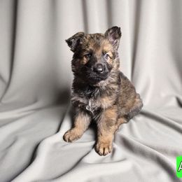 Boy 3 - Sable male German Shepherd puppy in Altoona, Florida from Blue Line Shepherds