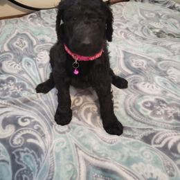 Goldendoodle and Poodle Puppies from Poodles 2 Doodles