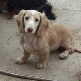 Dachshund puppies from TeenieWeenieDoxies