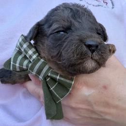 Gregory - Blue merle male Bordoodle puppy in Canfield, Ohio from Poo's Doo's & Inu's