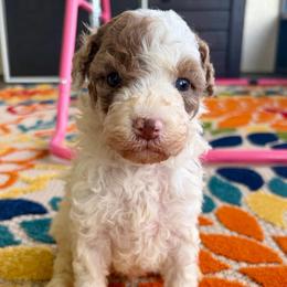 Adobo - Parti male Goldendoodle puppy in Brooksville, Florida from Spring Prairie Doodles