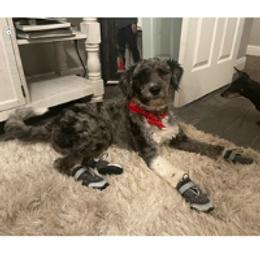 Aussiedoodle and Poodle Puppies from Arena Valley Acres LLC