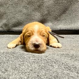 Gray - Red  male Goldendoodle puppy in Celina, Texas from Kennedy Doodles