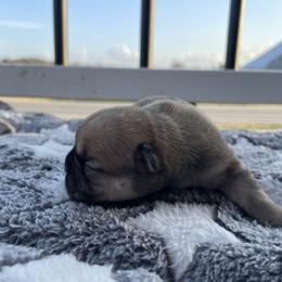 Tater Tot - Sable and white female Cardigan Welsh Corgi puppy in Kerens, West Virginia from Leather & Lace