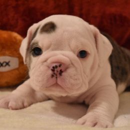 English Bulldog Puppies from Raise The Woof Bulldogs