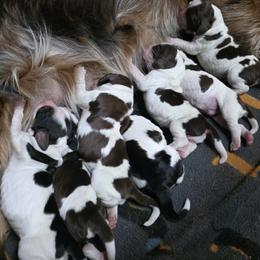 English Springer Spaniel puppies from Rebels Ridgeview Acres