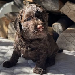 Bella - Sable female Cockapoo puppy in Sheridan, Missouri from Shepherdsfold’s Cockapoos