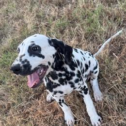 Banana Pudding - White and black female Dalmatian puppy in Austin, Texas from Dazzling Dalz