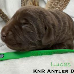 Lucas - Chocolate male Labrador Retriever puppy in Grants Pass, Oregon from KnR Antler Dogs