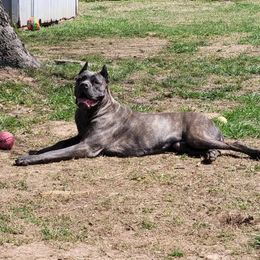 Lucy - Cane Corso
