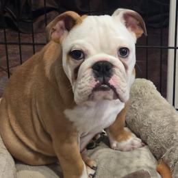 Jackson - Fawn and white male Bulldog puppy in Summit, Mississippi from Impressive Bulldogs and French Bulldogs