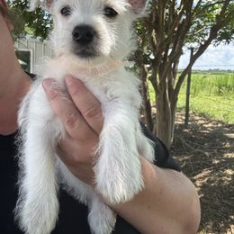 Girl 2 - White female West Highland White Terrier puppy in Cullman, Alabama from Twin Lake Westies