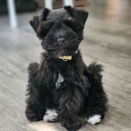 Miniature Schnauzer Puppies from C&E'S Schnauzers
