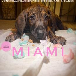 Miami - Brindle female Great Dane puppy in Columbus, Ohio from Von Schaaf Haus DuPree
