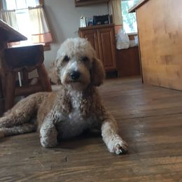 Gypsy - Goldendoodle