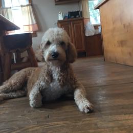 Gypsy - Goldendoodle