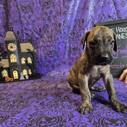 Wednesday - Brindle female Great Dane puppy in Batavia, New York from White House of Danes