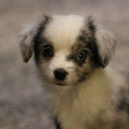 Australian Shepherd, Miniature Australian Shepherd, and Toy Australian Shepherd Puppies from Elmo’s Toy and Miniature Australian Shepherds