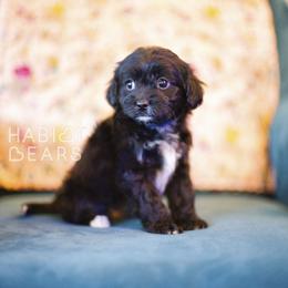 Ember - female Cavapoochon puppy in Mead, Washington from Habibi Bears - Beloved Teddy Bear Puppies