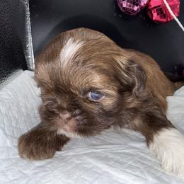 Boy 1 - Chocolate and tan male Shih Tzu puppy in Albany, New York from Precious Peekapoo’s and Luxurious Shih Tzu’s