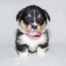 CASSIAN - RED - Black and tan male Pembroke Welsh Corgi puppy in Keene, Texas from Texas Fluff Butts and Friends