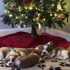 Welsh Springer Spaniels from Renascent Welsh Springer Spaniels