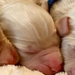 Orange girl - Cream female Australian Labradoodle puppy in Upland, California from Kings Labradoodles