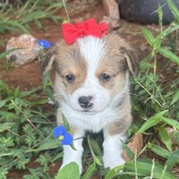 ANYA AKC - Sable female Pembroke Welsh Corgi puppy in Hinton, Oklahoma from Green Cloud Ranch